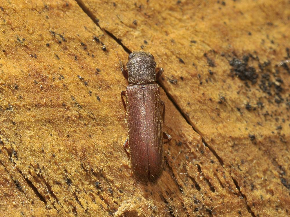 Lyctus brunneus (cf.)
